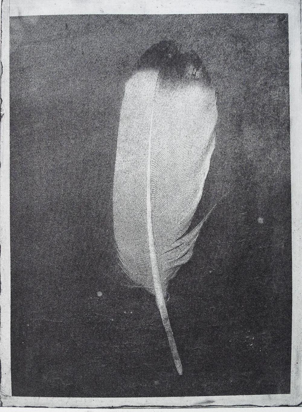 Feather, PP.110.1