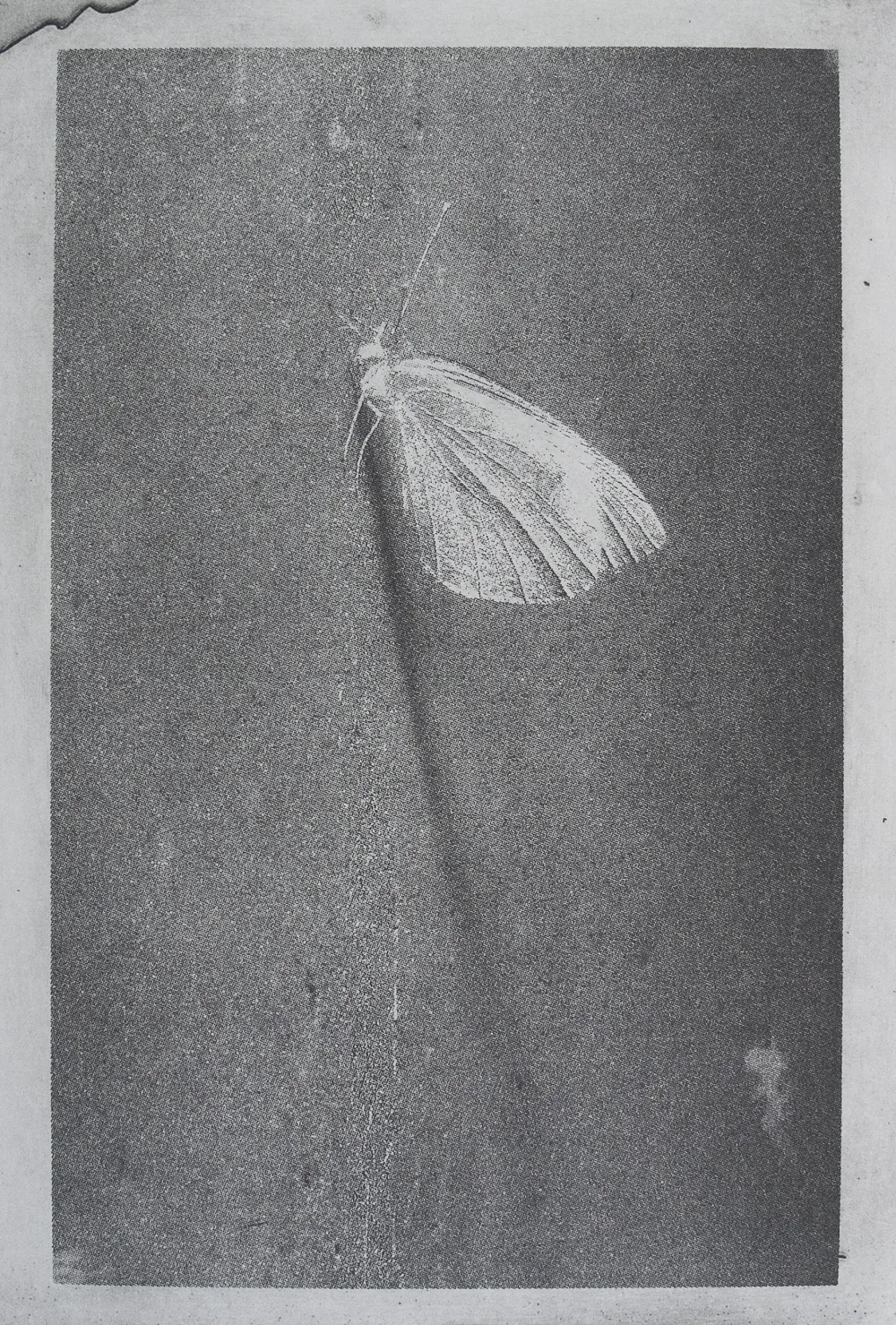 Butterfly, PP.111.1