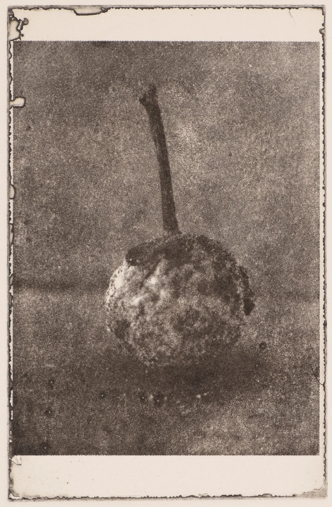 Little apple, white, PP.114.1