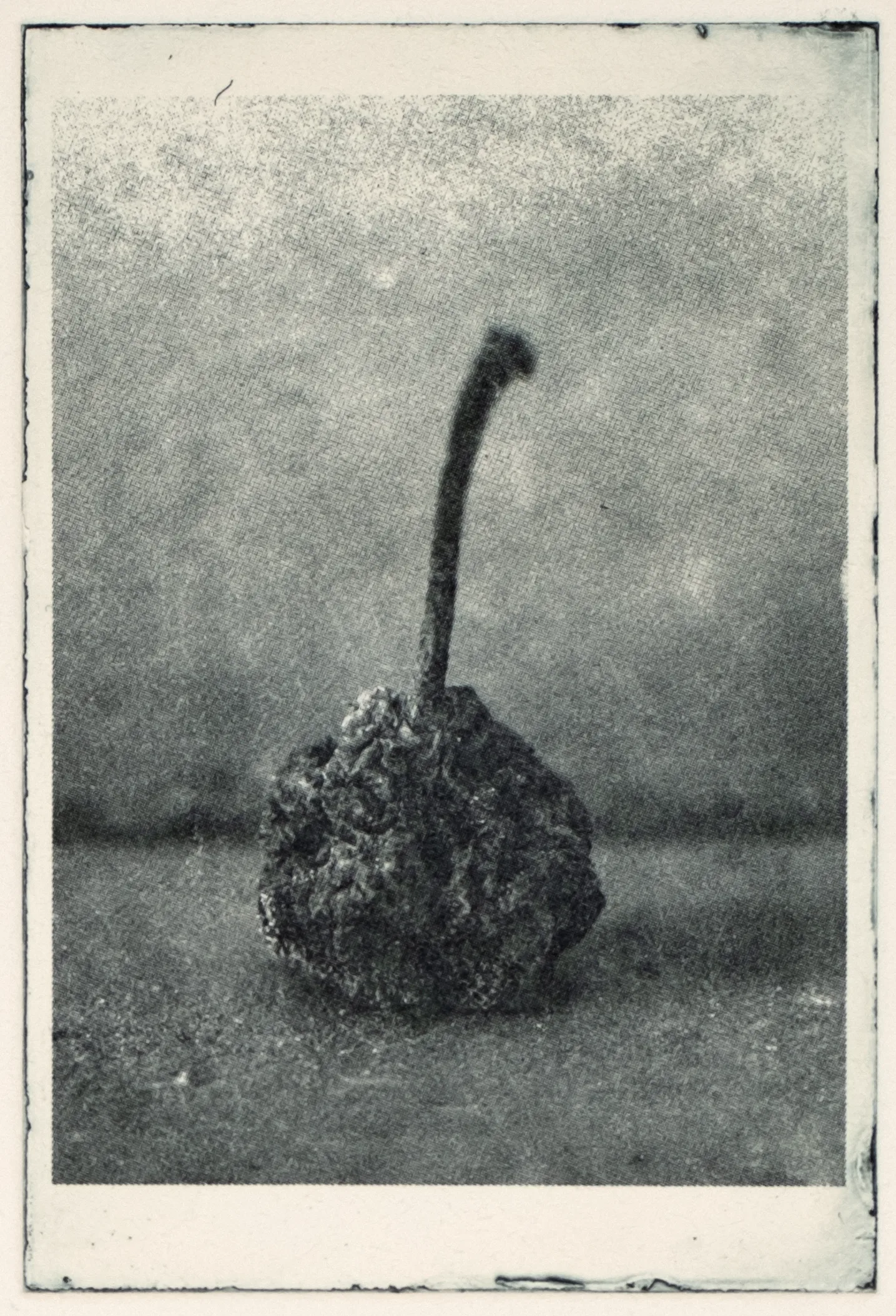 Little apple, sharp, PP.91.1