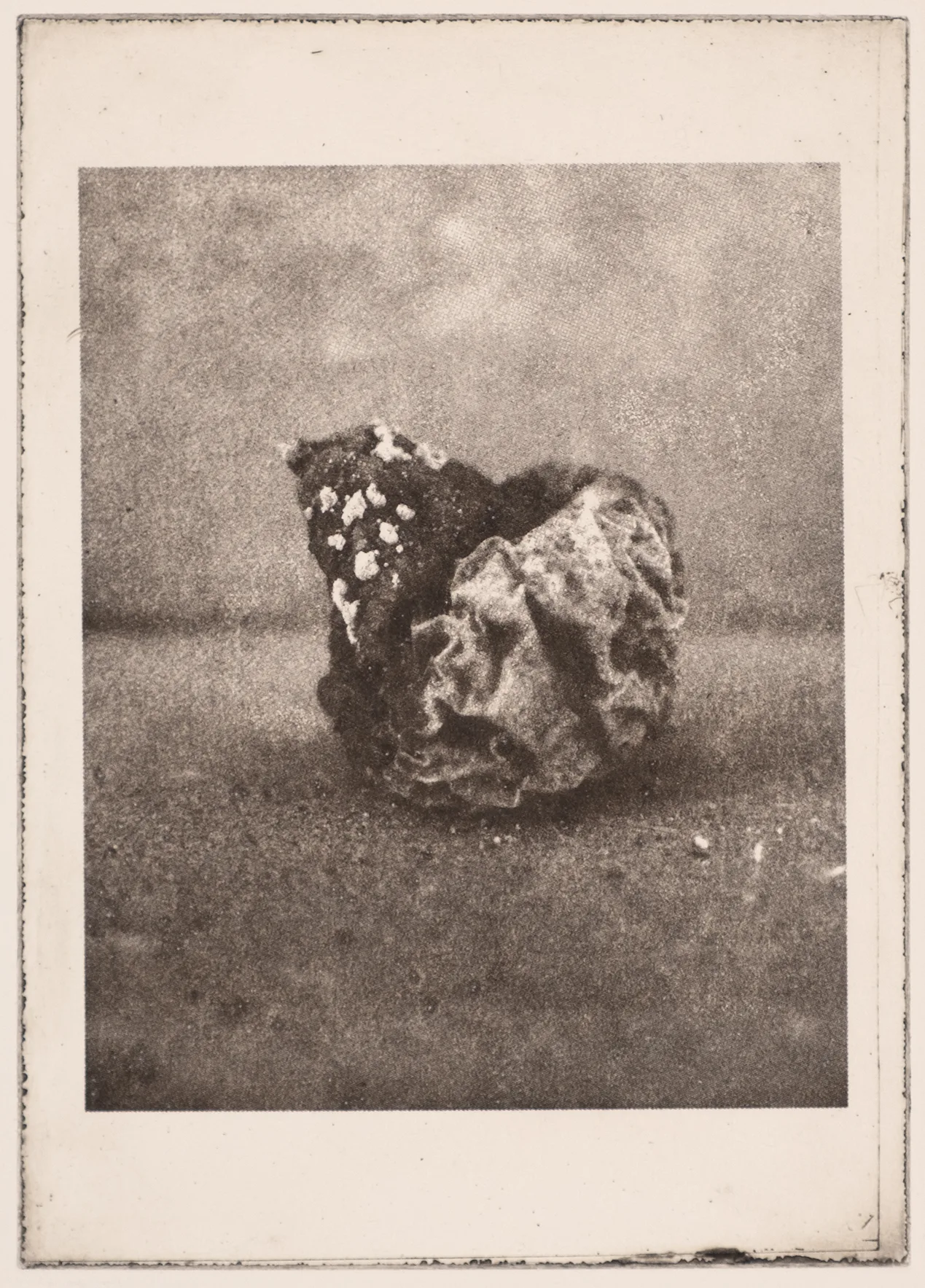 Little quince, PP.96.1