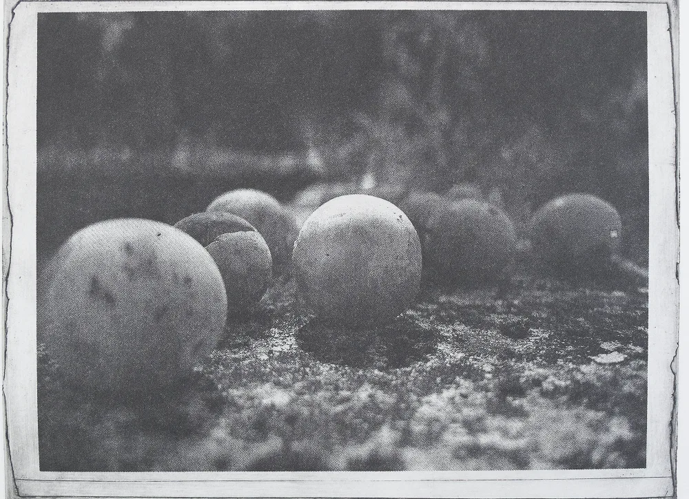 Mirabelles, PP.99.1