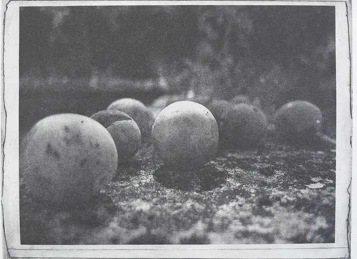 Mirabelles
